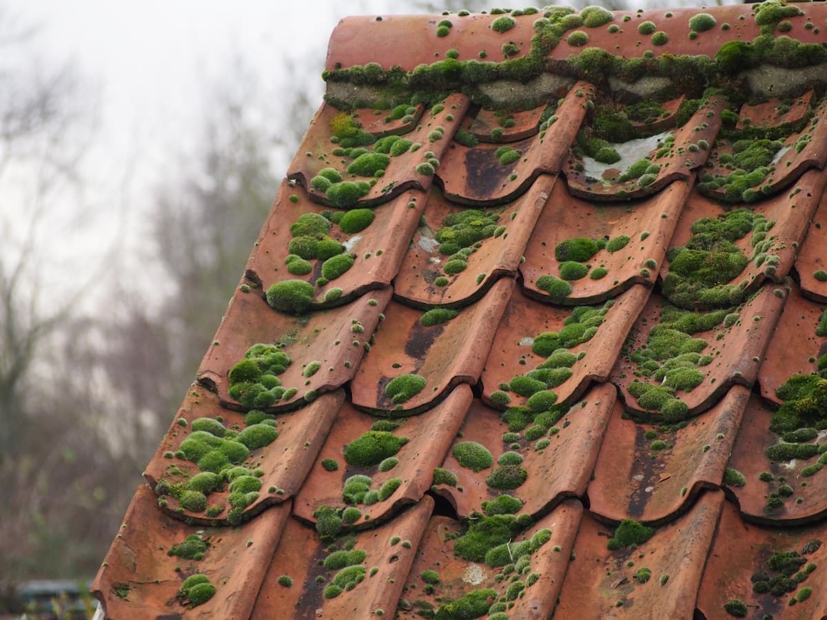 Toit résidentiel avec mousse et algues vertes avant traitement lavage doux